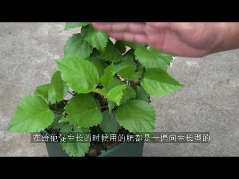 扶桑花不吉利