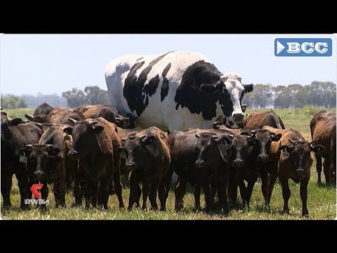 , title : 'Điều gì khiến chú bò Knickers này trở nên khổng lồ nhất thế giới'