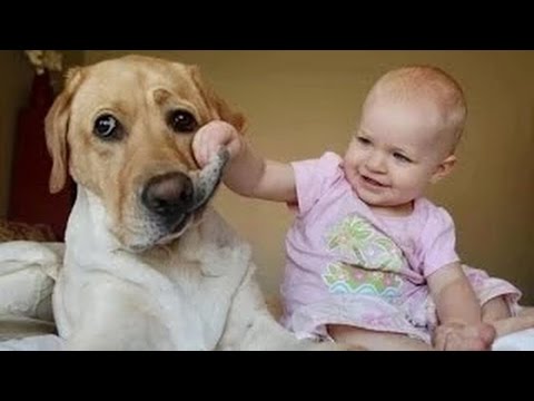 El Amor Entre Perros y Bebés