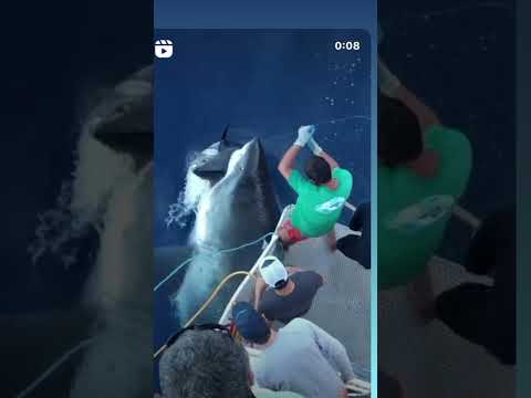 Massive Great White Shark eats fisherman’s Tuna. New undies please. 