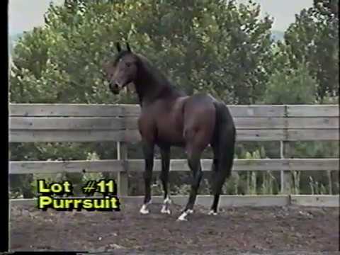 Hot Purrsuit-HAHR, by Sultan's Masterpiece-AHSA x Donna Bask (Pro-Fire x Madonna Bask)