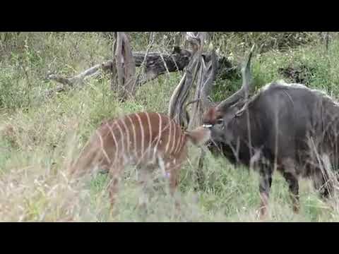 Extremely rare footage of Nyala reproductive behaviour