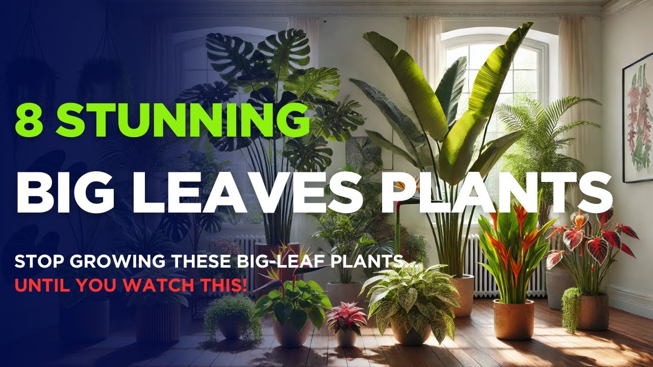 🌿 Best Large Foliage Plants for Your Home! | Big-Leaf Indoor Plants That Make a Statement! 🌿