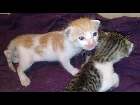Newborn Kittens Are Clever They Know How to Gain Mother Cat Attention