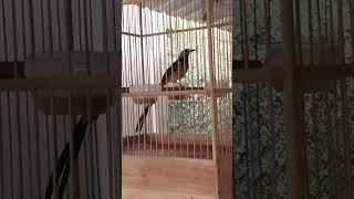 Download lagu MURAI BLOROK EXTRIM DEMAK 085813765406 mp3 Download lagu MURAI BLOROK EXTRIM DEMAK 085813765406 mp3