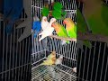 Mixer bird #friday