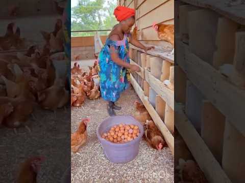 Elle a réussi grâce à l’élevage des poulets. #chicken #hen #farming #agriculture #elevage #poulet