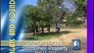 preview picture of video 'Village Harvest harvests the Stocklmeir Farm's Orange Orchard'