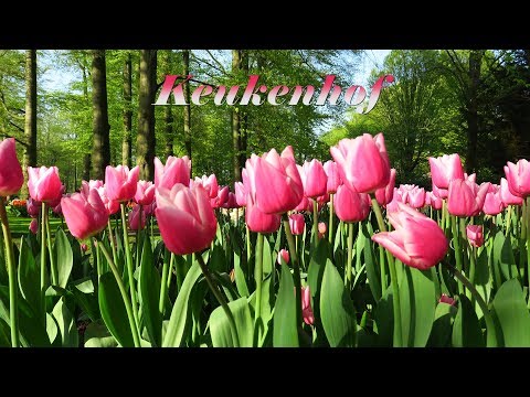 Keukenhof 2018 - Beautiful flowers in the most famous spring garden in the world