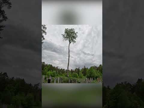 фото спил деревьев любой сложности drovovasek 0