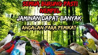 Download lagu SUARA PIKAT SEMUA JENIS BURUNG KECIL || SEMUA BURUNG NEMPEL PASTI DAPAT BANYAK mp3 Download lagu SUARA PIKAT SEMUA JENIS BURUNG KECIL || SEMUA BURUNG NEMPEL PASTI DAPAT BANYAK mp3