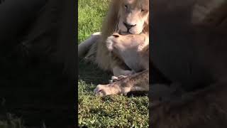 Cuddling Lion &amp; Lioness 😍