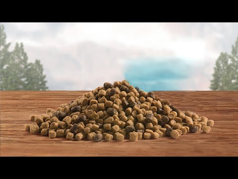 Blue Buffalo Cat Food Review | A Detailed Assessment of Feline Nutrition