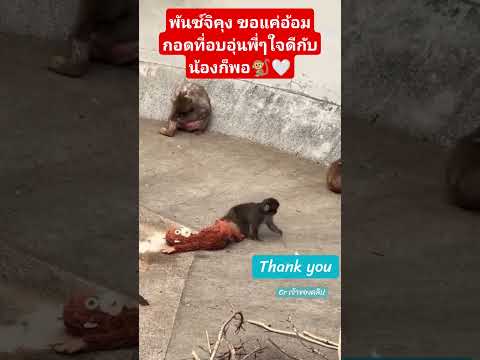 พันซ์คุงผู้โหยหาความอบอุ่น😭🐒🤍‼️ #พันซ์คุง #ลิงน่ารัก #ลิงญี่ปุ่น