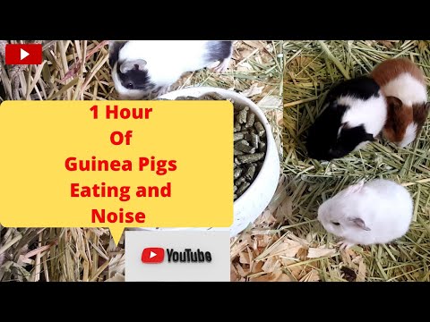 1 hour of Guinea Pigs eating and Noises