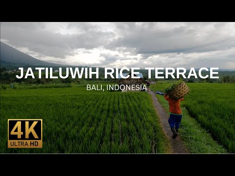BALIS MOST BEAUTIFUL RICE TERRACE - JATILUWIH Indonesia in 4K - Walking Tour and Drone Video
