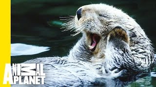 Animal Bites With Dave Salmoni | Living and Loving (Animals) in Alaska by Animal Planet