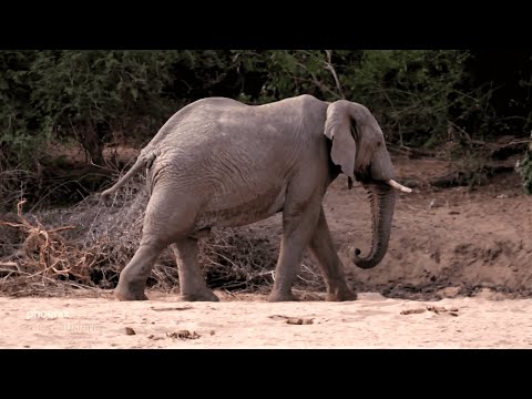 mein ausland: Simbabwe - Trophäenjagd für den Tierschutz?
