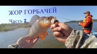 Лучший период для ловли щуки в томской области