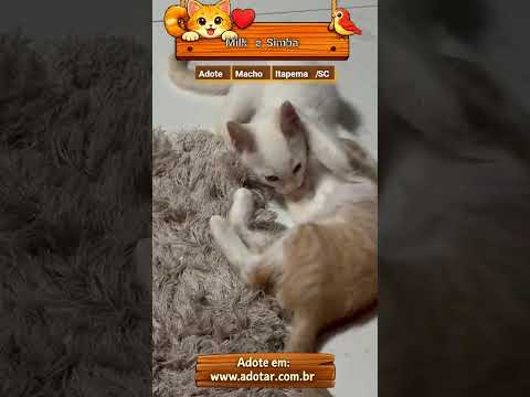 Vídeo de Milk e Simba