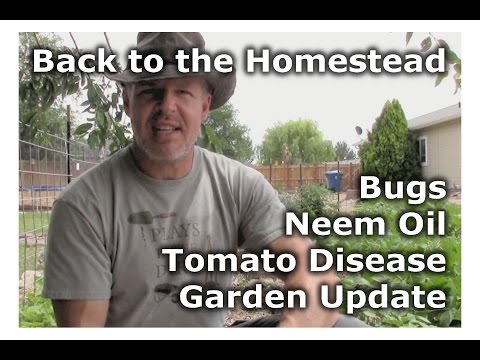 YouTube video about: Can I use neem oil on tomato plants?