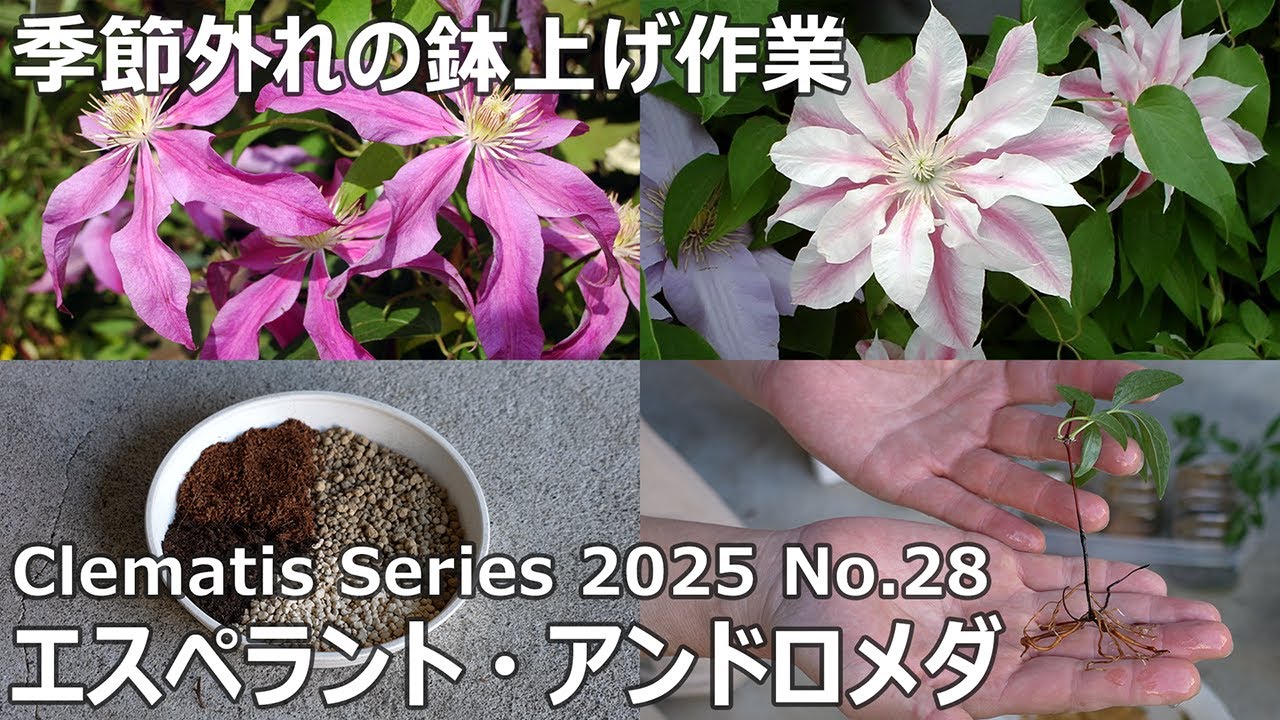 【クレマチスシリーズ 2025 No.28】季節外れの鉢上げ作業 | エスペラント | アンドロメダ | #クレマチス #Clematis