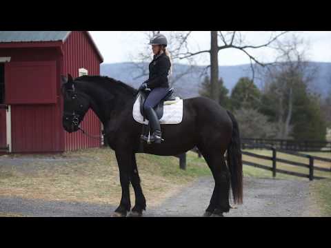 download lagu mp3 mp4 Percheron Cross For Sale, download lagu Percheron Cross For Sale gratis, unduh video klip Percheron Cross For Sale