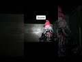 Mythical Creatures Caught On Camera Shorts Creatures