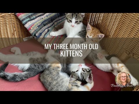 Meet The Kittens at 3 Months Old
