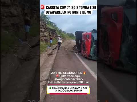 NORTE DE MINAS🚛 BOIADA NA PISTA E SAQUE NA BR-365