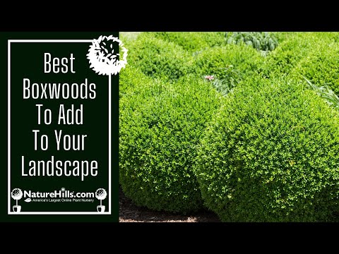 Best Boxwoods to Add to Your Landscape | NatureHills.com