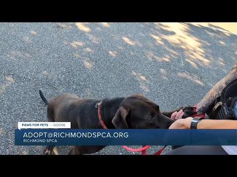 Paws for Pets: Goose, a smart pup full of personality who loves adventures - YouTube