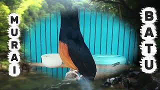 Download lagu MURAI BATU | Bersantailah dengan suara burung robin dan suara percikan air✔️✔️✔️ mp3