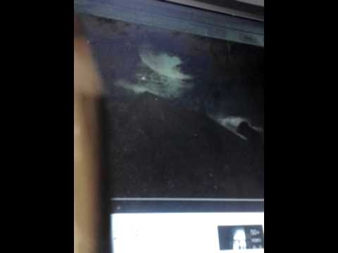 ANKERIAS - NESSUNA RIVOLUZIONE