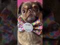 Nobody wanted to hug him 😓 #funny #cute #pug #puppy ib Devon Palmer