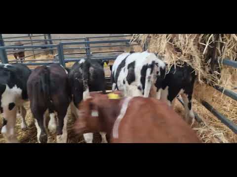 8 Starter Friesian bulls off milk on meal - Image 2