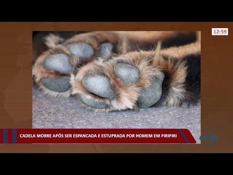 Cadela morre após ser espancada e estuprada por homem em Piripiri 11 03 2022