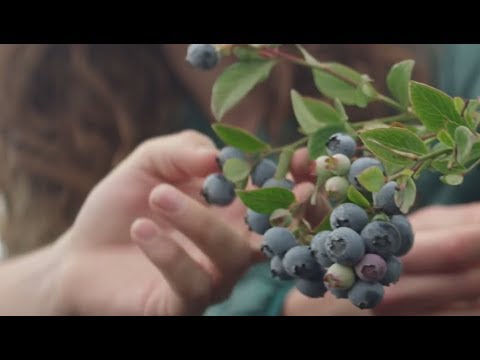 Blueberries/ pursuit of flavor