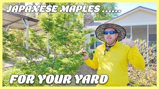 Download lagu Japanese Maples in Our Genes: Touring One of MrMaple.com's Rare Collections mp3