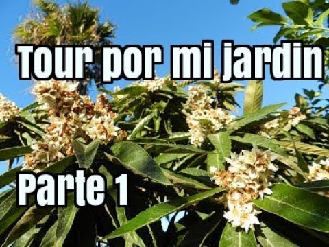 Mi jardin con 50+ arboles frutales y tropicales en Cadiz (España) - Parte 1