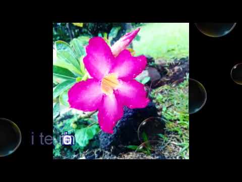 FUGALAUMATAGI 2017 Matalelei'i mine (Lyrics by LPS)