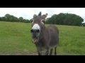 âne qui braie sur commande !