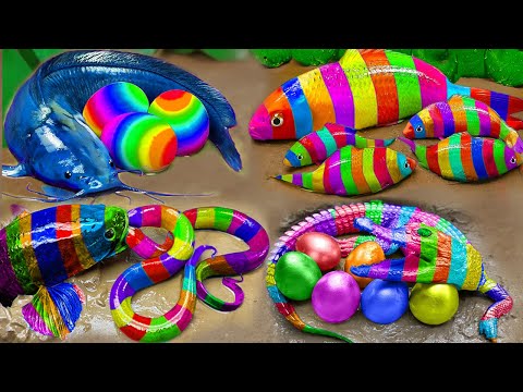 Golden carp and rainbow carp play with baby eels being hunted by catfish | Stop motion fish asmr