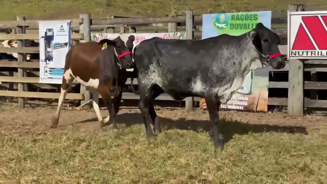 LOTE 60 - 02 NOVILHAS  3/4; BR 1325 PREV. DE PARTO: 11/12/2026 E