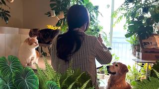 Download lagu My 17pyeong Private Forest, A Green Prescription That Revives Me(Part 1:Plant Care, gbe Hankki, DIY) mp3