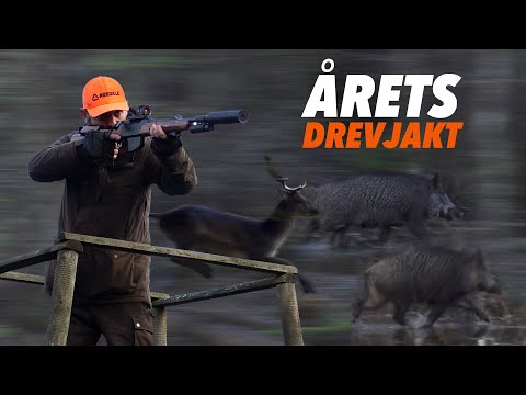 Drevjakt i Skåne - "VILDSVINSREKORD" | Jakt är Jakt