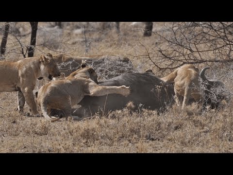 Predadores Africanos - Pântanos