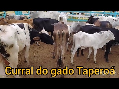 tradicional feira do gado em Taperoá Paraíba