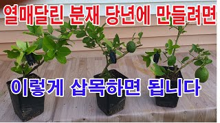 열매 달린 분재 나무 당년에 만들려면, 이렇게 삽목 하면 됩니다.(삽목 방법, 분재 재배, 분재 기술, 공중…