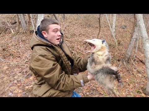 I Trapped a GIANT OPOSSUM! (Possible World Record)